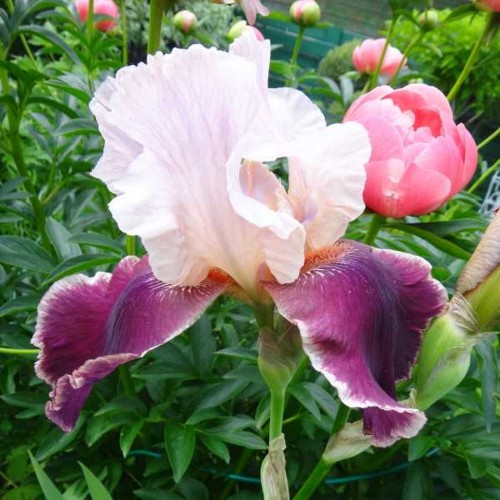 Iris germanica 'Wine and Roses' - Aediiris 'Wine and Roses'